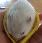 だいふくの画像