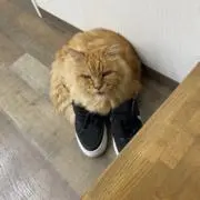 ゆうちーの画像