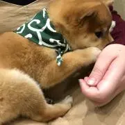 ゆゆの画像