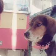ミィ