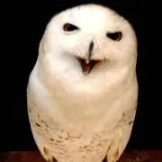 フクロウカフェわたわた