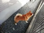 やんちーの画像