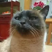 ユウ