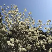kakの画像