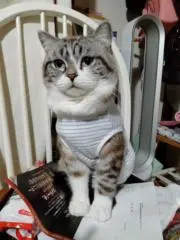 ふうふう