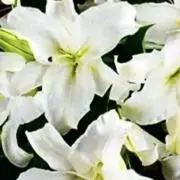 カサブランカ⭐︎の画像