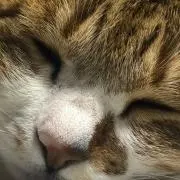( ´ ▽ ` )ノ( ´ ▽ ` )ノ