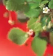 Remmyの画像