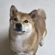 える⭐️プロフィールお読みくださいの画像