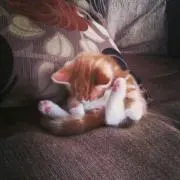 ねこの画像