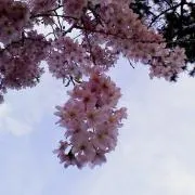 よたろう