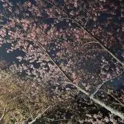 あかの画像