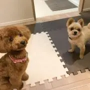 タコ