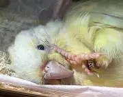 おかゆ