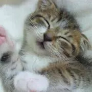 ちびママ。