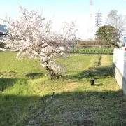 かぐや姫