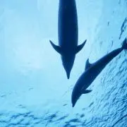 ほしのうえの画像