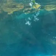 aの画像