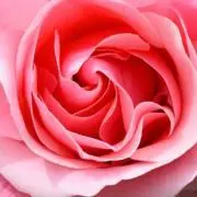 pinkrose
