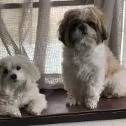 クーの画像