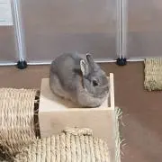 トシの画像