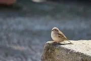 つがの画像