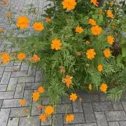 Miraiお値下げしませんの画像