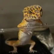 Keita
