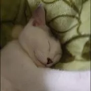 いけぽよの画像