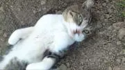 クリスの画像