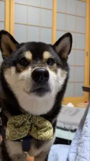 黒柴好き