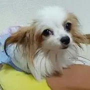 ゆり