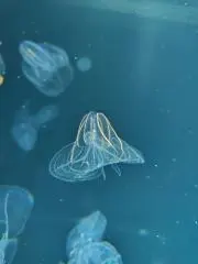 K.の画像