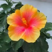 ハイビスカス