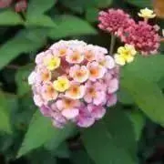 ☆もんちゃ☆