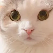 モモ