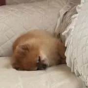 ぴよよ。の画像