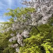 sizikaの画像