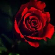 みーの画像
