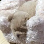 ロールの画像