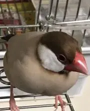 ココア