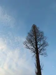 銀の画像
