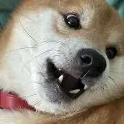 ほうしぱの画像
