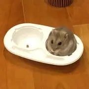 ジャンガリーの画像