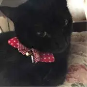 くー✳︎お値下げ実施中です(^^)
