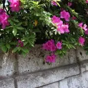 赤迫の画像
