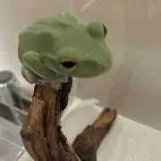 モリアオガエルの画像