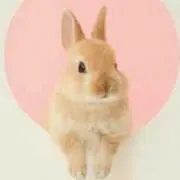 cocco