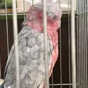 アカギ
