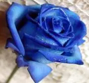 瑠華の画像